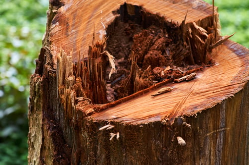 Six Signs the Tree in Your Yard Is Already Failing