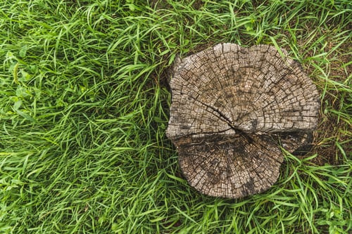 How Deep Should a Stump Be Ground? It Depends What Goes There.
