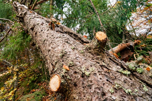 A Tree Came Down on Your House. Here's the First Hour.