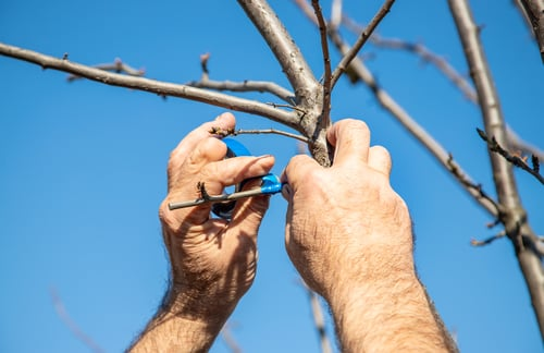 Why Topping a Tree Is the Most Expensive Trim You Can Buy