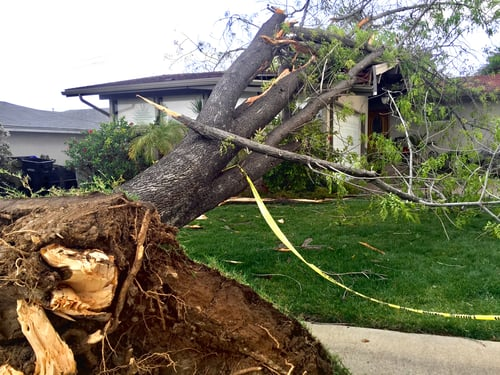 Storm Cleanup