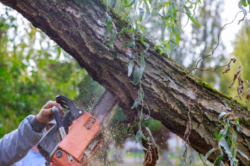Tree Trimming